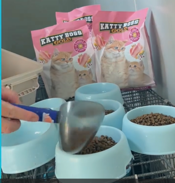 Katty Boss Gold - mẹ khỏe - con khỏe - khởi đầu hoàn hoản!